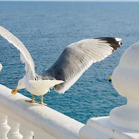 Agua Marina Levante *