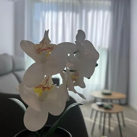 Aurea Pal 8 Y Gran Atenea Esperanto 5 * Benidorm